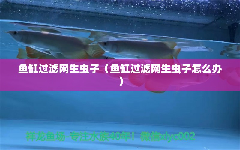 鱼缸过滤网生虫子（鱼缸过滤网生虫子怎么办）