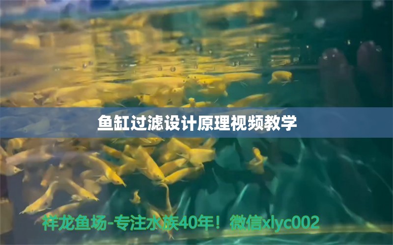 鱼缸过滤设计原理视频教学 祥龙鱼场