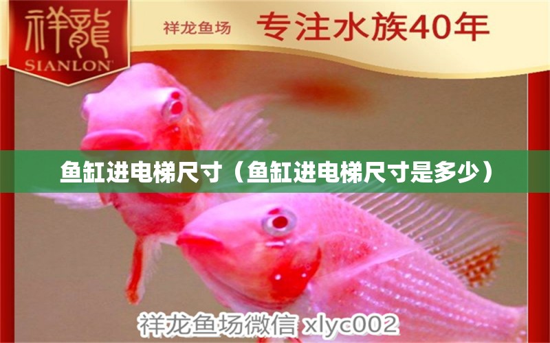 鱼缸进电梯尺寸（鱼缸进电梯尺寸是多少） 祥龙水族医院