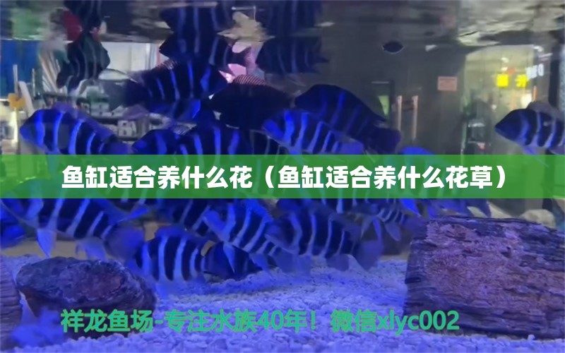 鱼缸适合养什么花（鱼缸适合养什么花草）