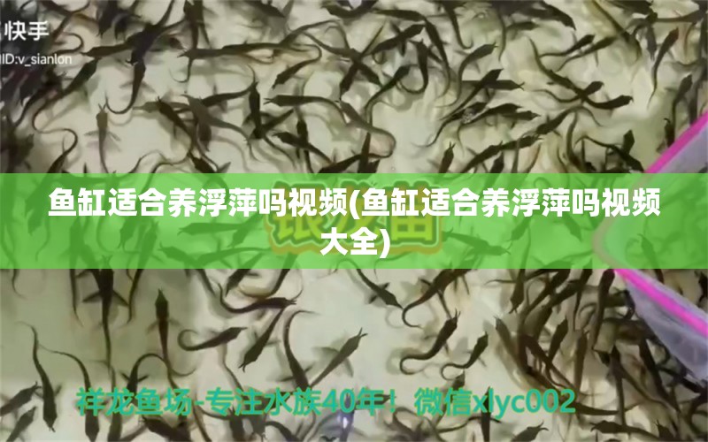 鱼缸适合养浮萍吗视频(鱼缸适合养浮萍吗视频大全) 黑金魟鱼 第2张