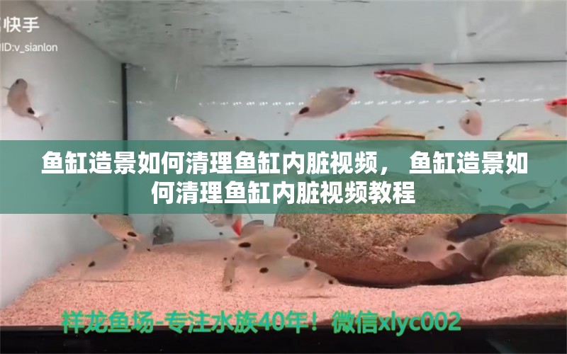 鱼缸造景如何清理鱼缸内脏视频， 鱼缸造景如何清理鱼缸内脏视频教程