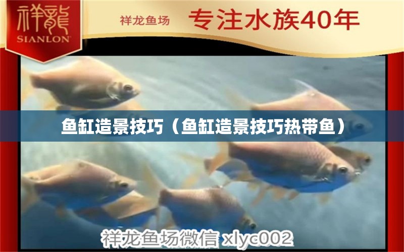 鱼缸造景技巧（鱼缸造景技巧热带鱼） 祥龙水族医院