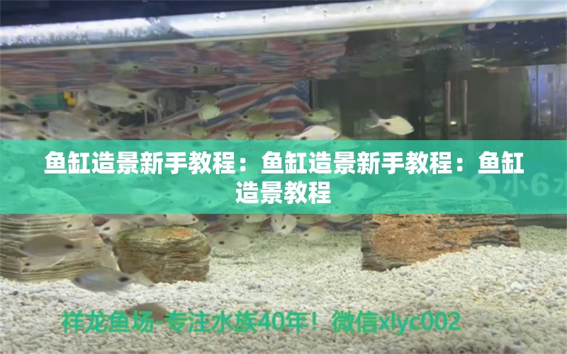 鱼缸造景新手教程：鱼缸造景新手教程：鱼缸造景教程