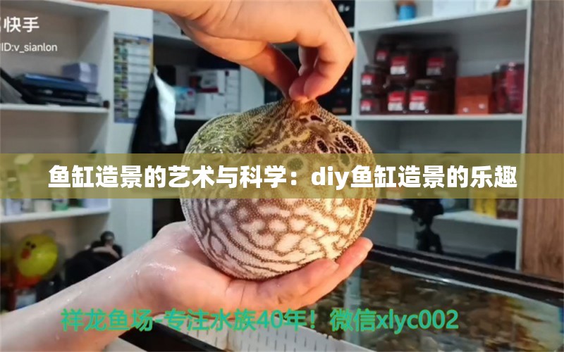 鱼缸造景的艺术与科学：diy鱼缸造景的乐趣