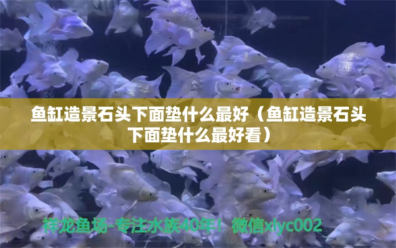 鱼缸造景石头下面垫什么最好（鱼缸造景石头下面垫什么最好看） 祥龙水族医院