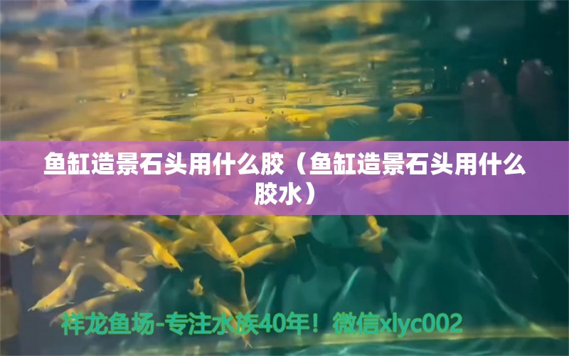 鱼缸造景石头用什么胶（鱼缸造景石头用什么胶水） 祥龙水族医院