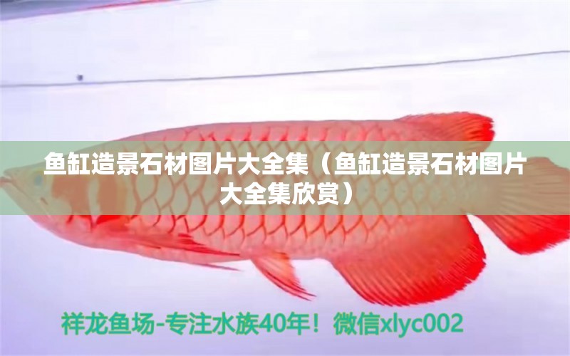 鱼缸造景石材图片大全集（鱼缸造景石材图片大全集欣赏） 祥龙水族医院