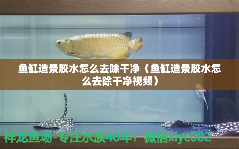 鱼缸造景胶水怎么去除干净（鱼缸造景胶水怎么去除干净视频）