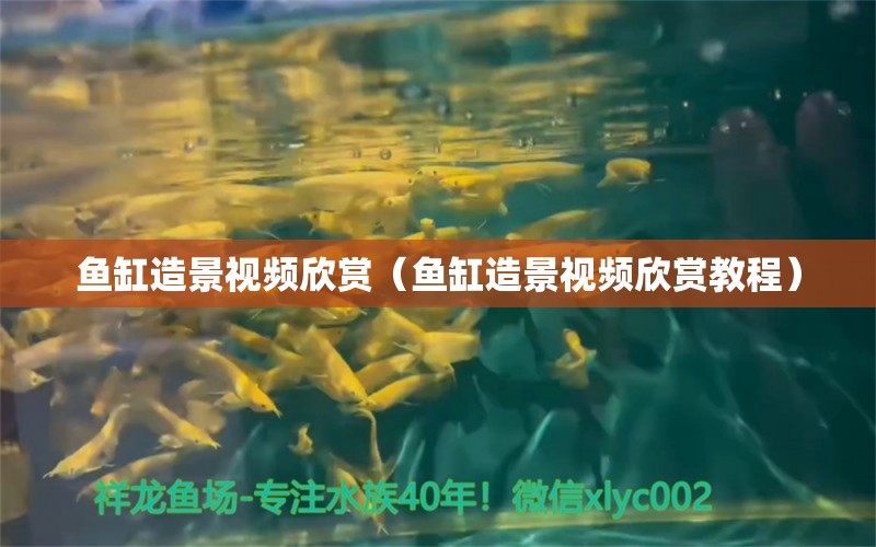 鱼缸造景视频欣赏（鱼缸造景视频欣赏教程）