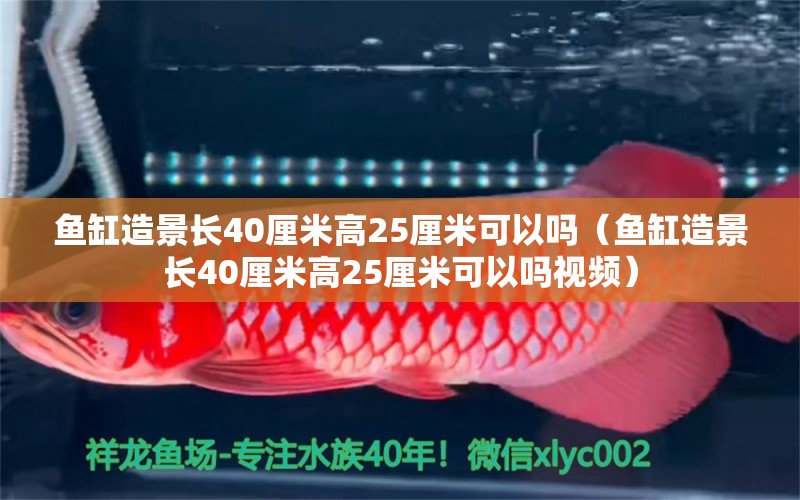 鱼缸造景长40厘米高25厘米可以吗（鱼缸造景长40厘米高25厘米可以吗视频） 祥龙水族医院