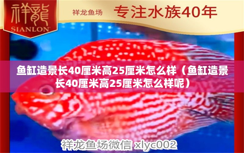 鱼缸造景长40厘米高25厘米怎么样（鱼缸造景长40厘米高25厘米怎么样呢） 祥龙水族医院