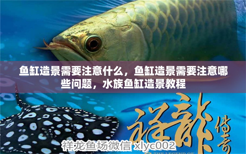 鱼缸造景需要注意什么，鱼缸造景需要注意哪些问题，水族鱼缸造景教程