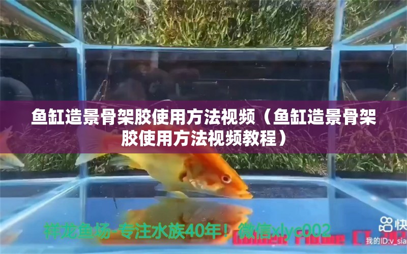 鱼缸造景骨架胶使用方法视频（鱼缸造景骨架胶使用方法视频教程） 观赏鱼市场（混养鱼）