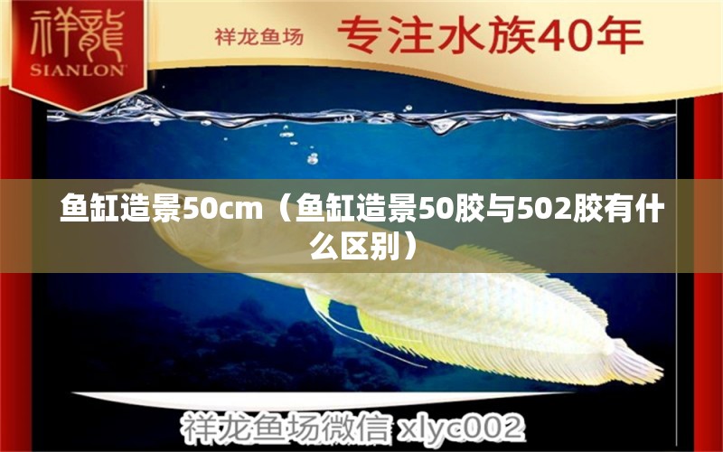 鱼缸造景50cm（鱼缸造景50胶与502胶有什么区别）