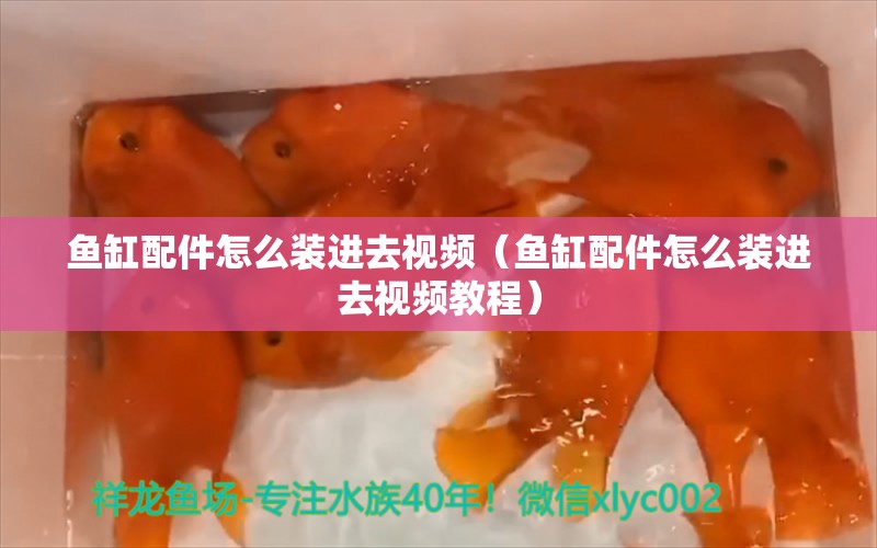 鱼缸配件怎么装进去视频（鱼缸配件怎么装进去视频教程）