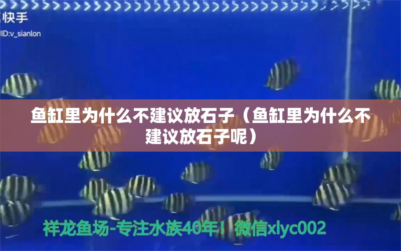 鱼缸里为什么不建议放石子（鱼缸里为什么不建议放石子呢） 白子银龙苗（黄化银龙苗）