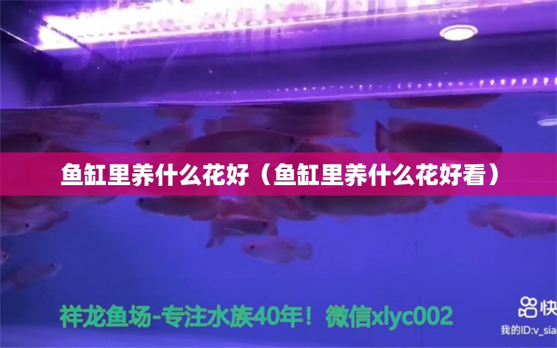 鱼缸里养什么花好（鱼缸里养什么花好看） 祥龙水族医院