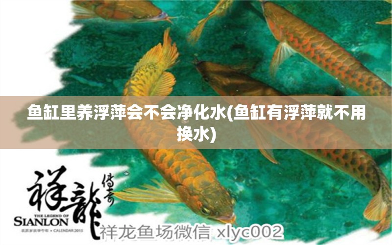 鱼缸里养浮萍会不会净化水(鱼缸有浮萍就不用换水)