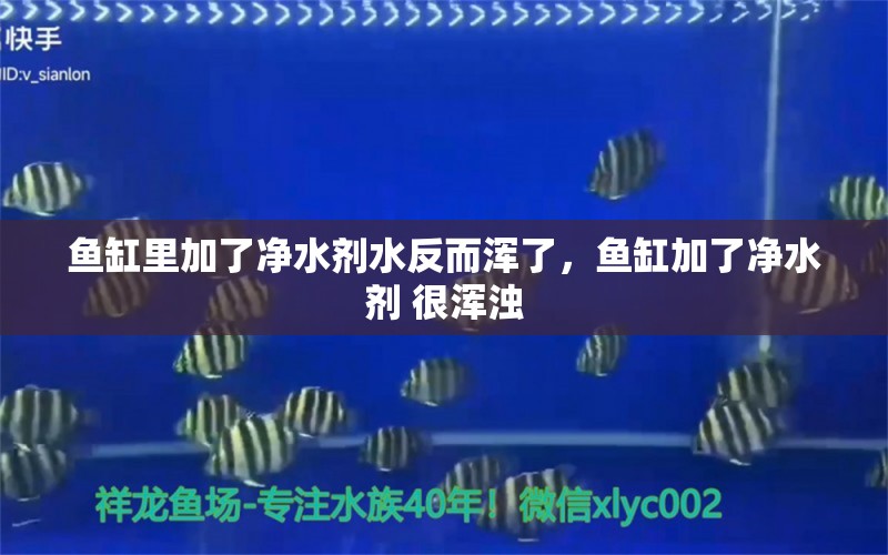 鱼缸里加了净水剂水反而浑了，鱼缸加了净水剂 很浑浊