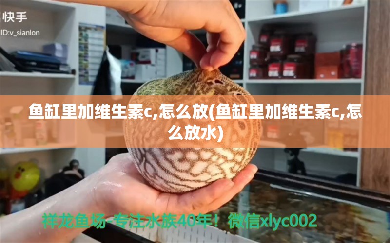 鱼缸里加维生素c,怎么放(鱼缸里加维生素c,怎么放水)