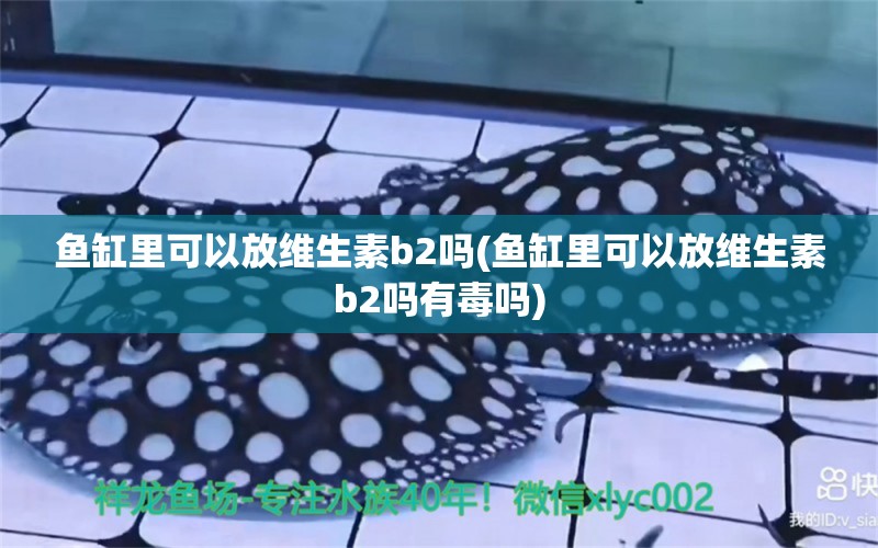 鱼缸里可以放维生素b2吗(鱼缸里可以放维生素b2吗有毒吗) 黑水素 第1张