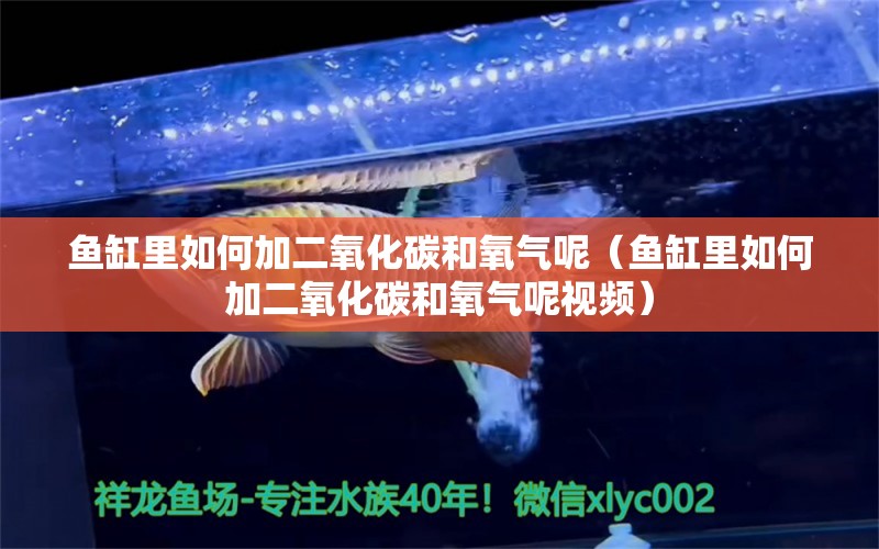 鱼缸里如何加二氧化碳和氧气呢（鱼缸里如何加二氧化碳和氧气呢视频） 二氧化碳设备