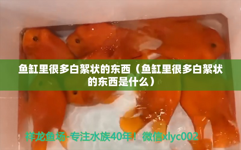 鱼缸里很多白絮状的东西（鱼缸里很多白絮状的东西是什么） 其他品牌鱼缸