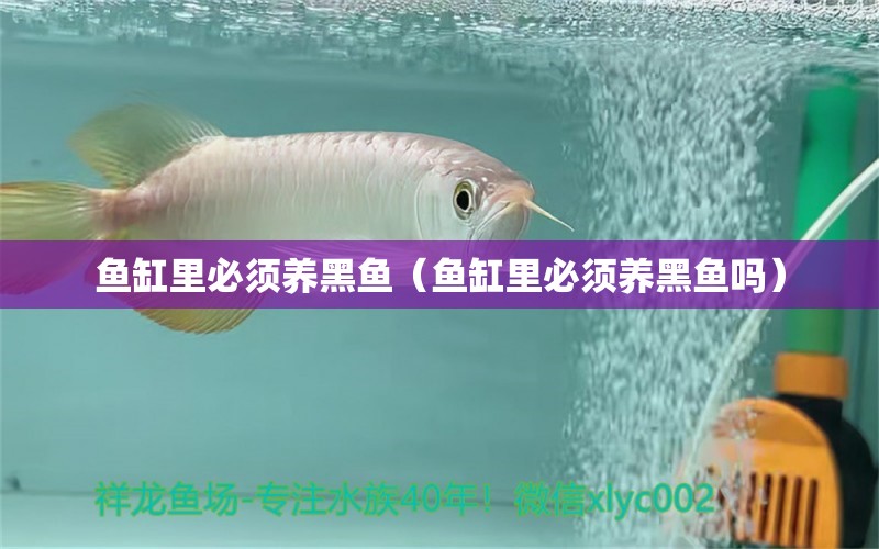 鱼缸里必须养黑鱼（鱼缸里必须养黑鱼吗） 祥龙水族医院