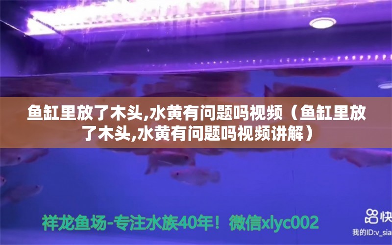 鱼缸里放了木头,水黄有问题吗视频（鱼缸里放了木头,水黄有问题吗视频讲解）