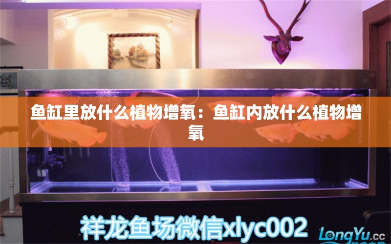 鱼缸里放什么植物增氧：鱼缸内放什么植物增氧 鱼缸百科 第2张