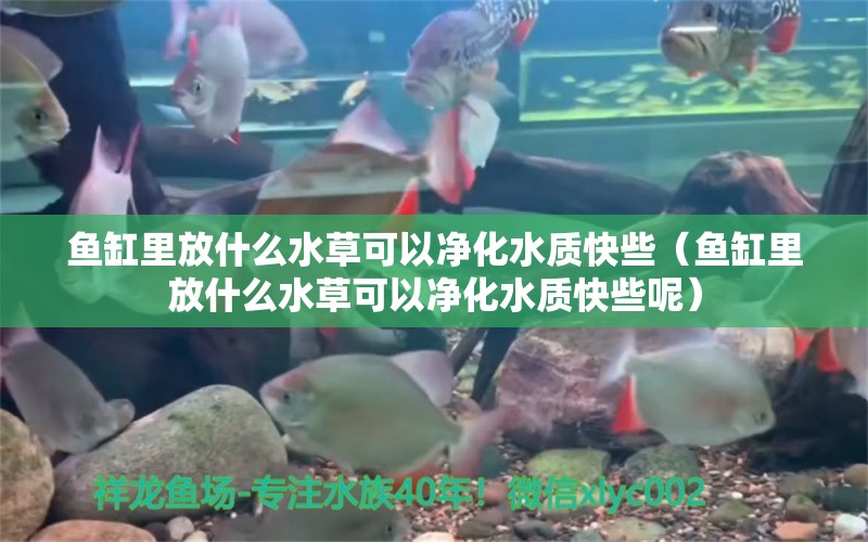 鱼缸里放什么水草可以净化水质快些（鱼缸里放什么水草可以净化水质快些呢） 水草