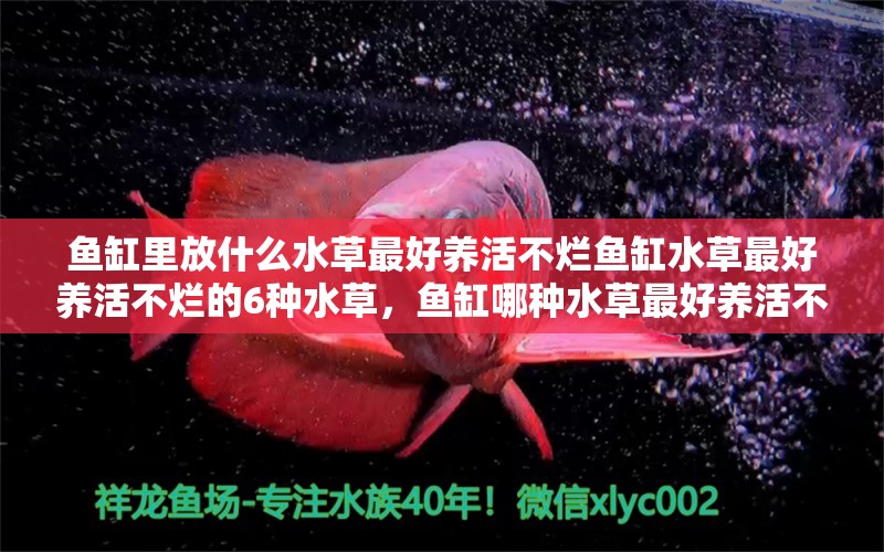 鱼缸里放什么水草最好养活不烂鱼缸水草最好养活不烂的6种水草，鱼缸哪种水草最好养活不烂