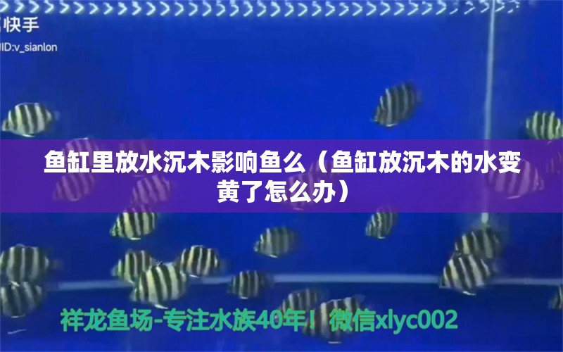 鱼缸里放水沉木影响鱼么（鱼缸放沉木的水变黄了怎么办）