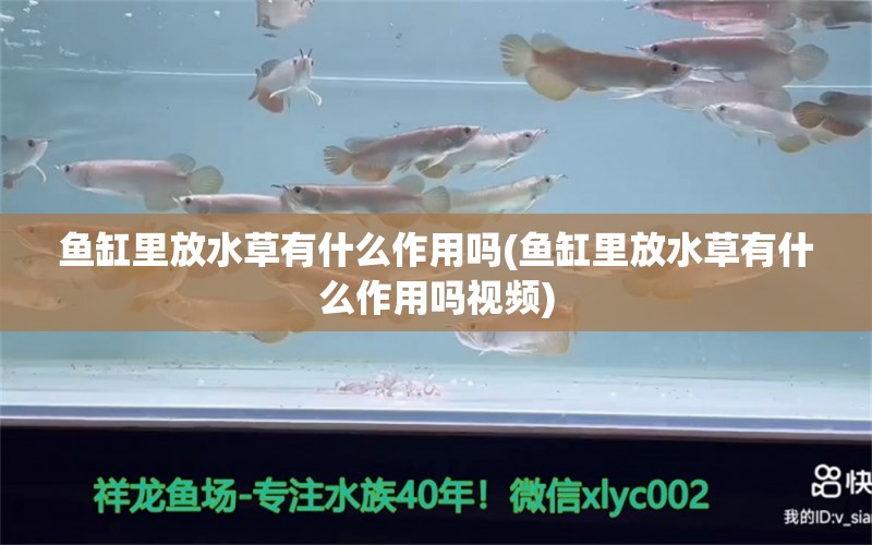 鱼缸里放水草有什么作用吗(鱼缸里放水草有什么作用吗视频) 水草