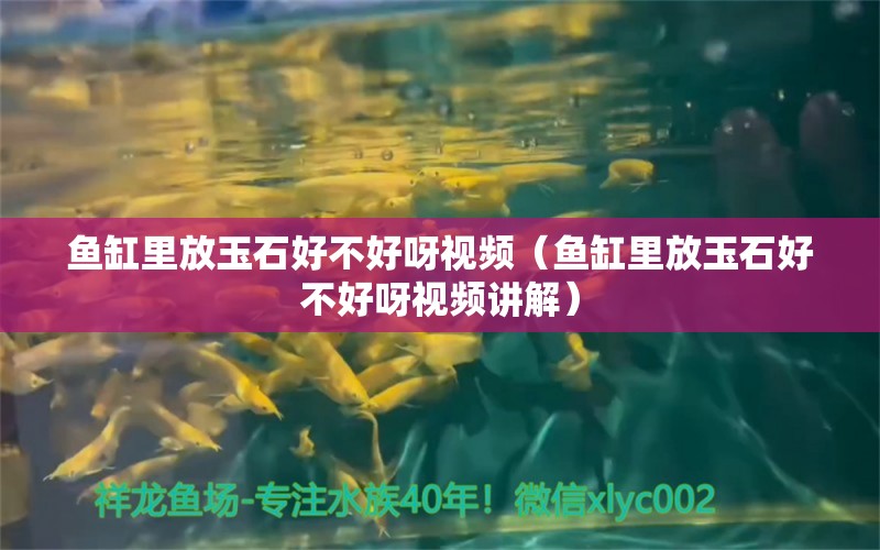 鱼缸里放玉石好不好呀视频（鱼缸里放玉石好不好呀视频讲解）