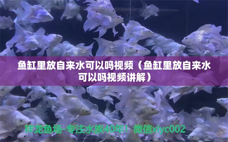 鱼缸里放自来水可以吗视频（鱼缸里放自来水可以吗视频讲解）