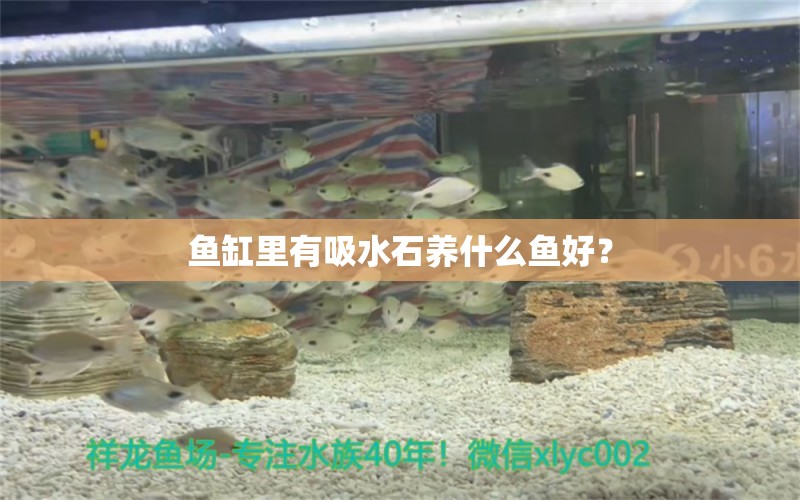 鱼缸里有吸水石养什么鱼好？