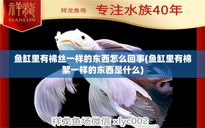 鱼缸里有棉丝一样的东西怎么回事(鱼缸里有棉絮一样的东西是什么) 祥龙超血红龙鱼