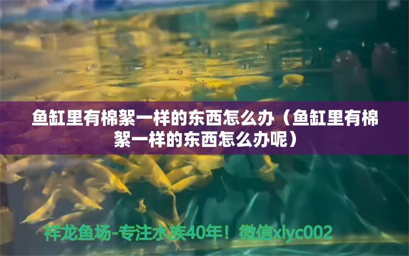 鱼缸里有棉絮一样的东西怎么办（鱼缸里有棉絮一样的东西怎么办呢）