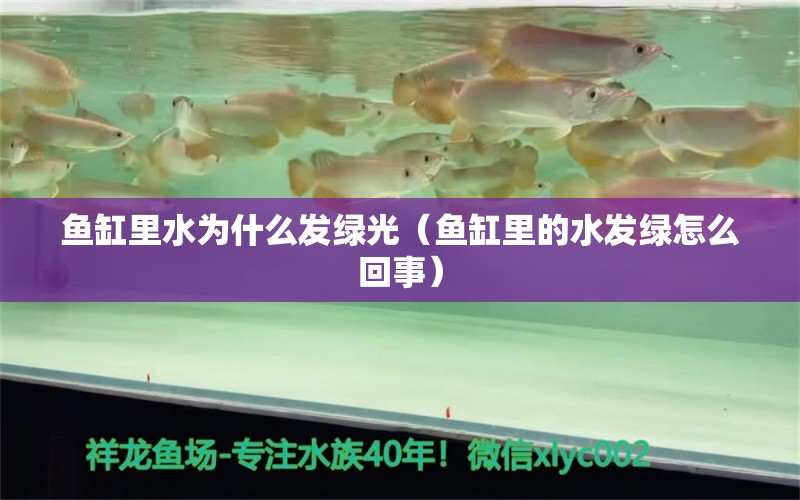 鱼缸里水为什么发绿光（鱼缸里的水发绿怎么回事） 天王红龙 第1张