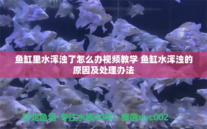 鱼缸里水浑浊了怎么办视频教学 鱼缸水浑浊的原因及处理办法 红勾银版鱼 第1张