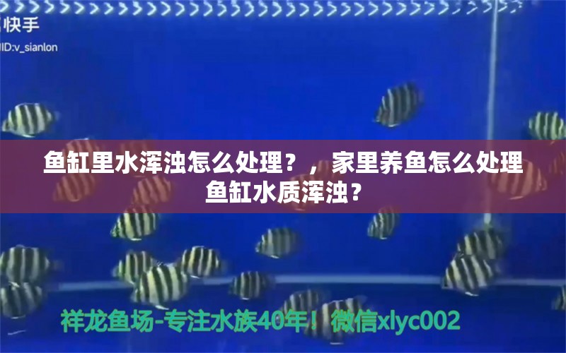 鱼缸里水浑浊怎么处理？，家里养鱼怎么处理鱼缸水质浑浊？ 黄金招财猫鱼