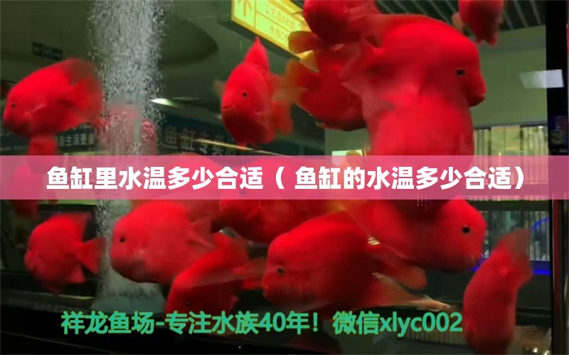 鱼缸里水温多少合适（ 鱼缸的水温多少合适） 赤焰中国虎鱼 第1张