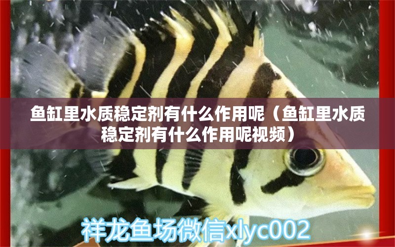 鱼缸里水质稳定剂有什么作用呢（鱼缸里水质稳定剂有什么作用呢视频）