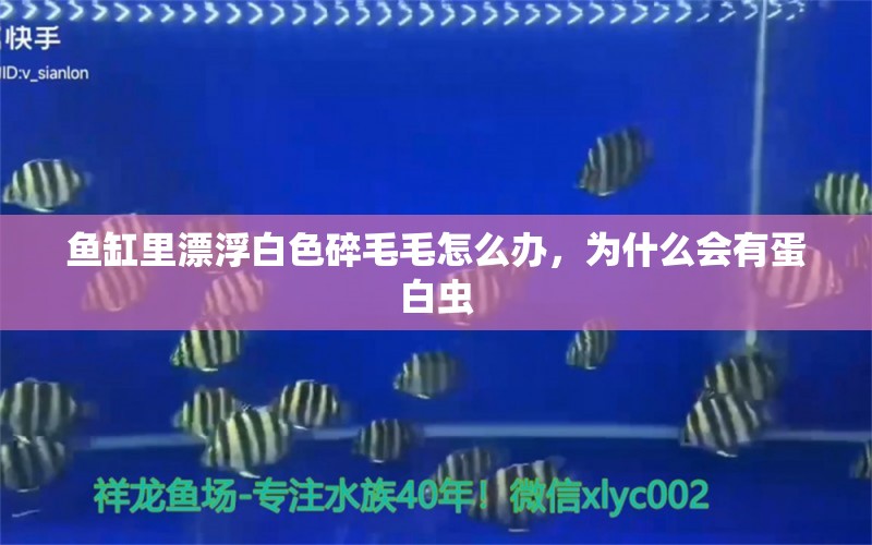 鱼缸里漂浮白色碎毛毛怎么办，为什么会有蛋白虫 纯血皇冠黑白魟鱼