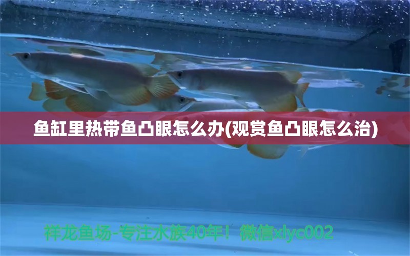 鱼缸里热带鱼凸眼怎么办(观赏鱼凸眼怎么治) PH调节剂 第1张