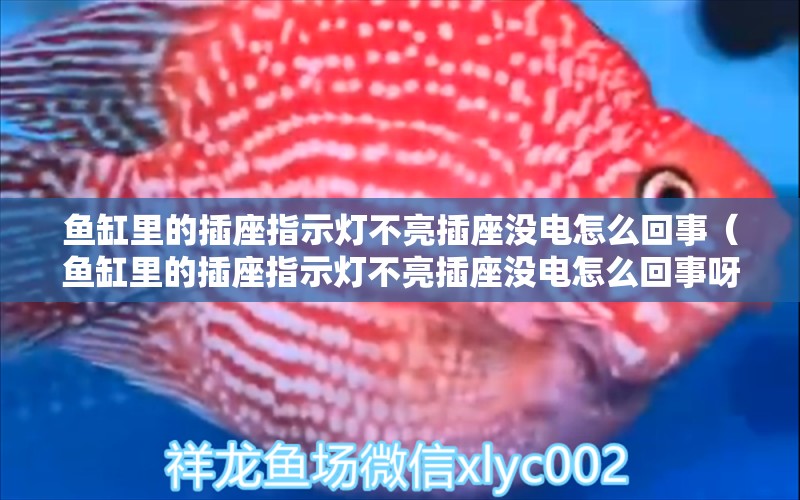 鱼缸里的插座指示灯不亮插座没电怎么回事（鱼缸里的插座指示灯不亮插座没电怎么回事呀） 广州龙鱼批发市场