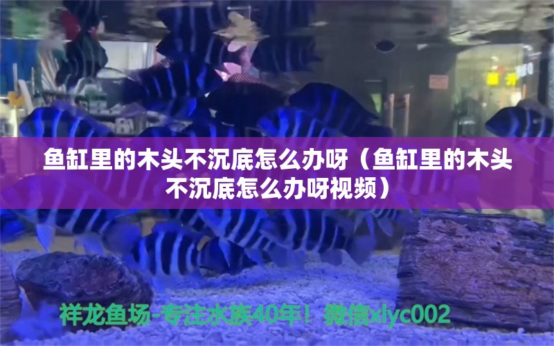 鱼缸里的木头不沉底怎么办呀（鱼缸里的木头不沉底怎么办呀视频）