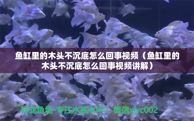 鱼缸里的木头不沉底怎么回事视频（鱼缸里的木头不沉底怎么回事视频讲解） 其他品牌鱼缸